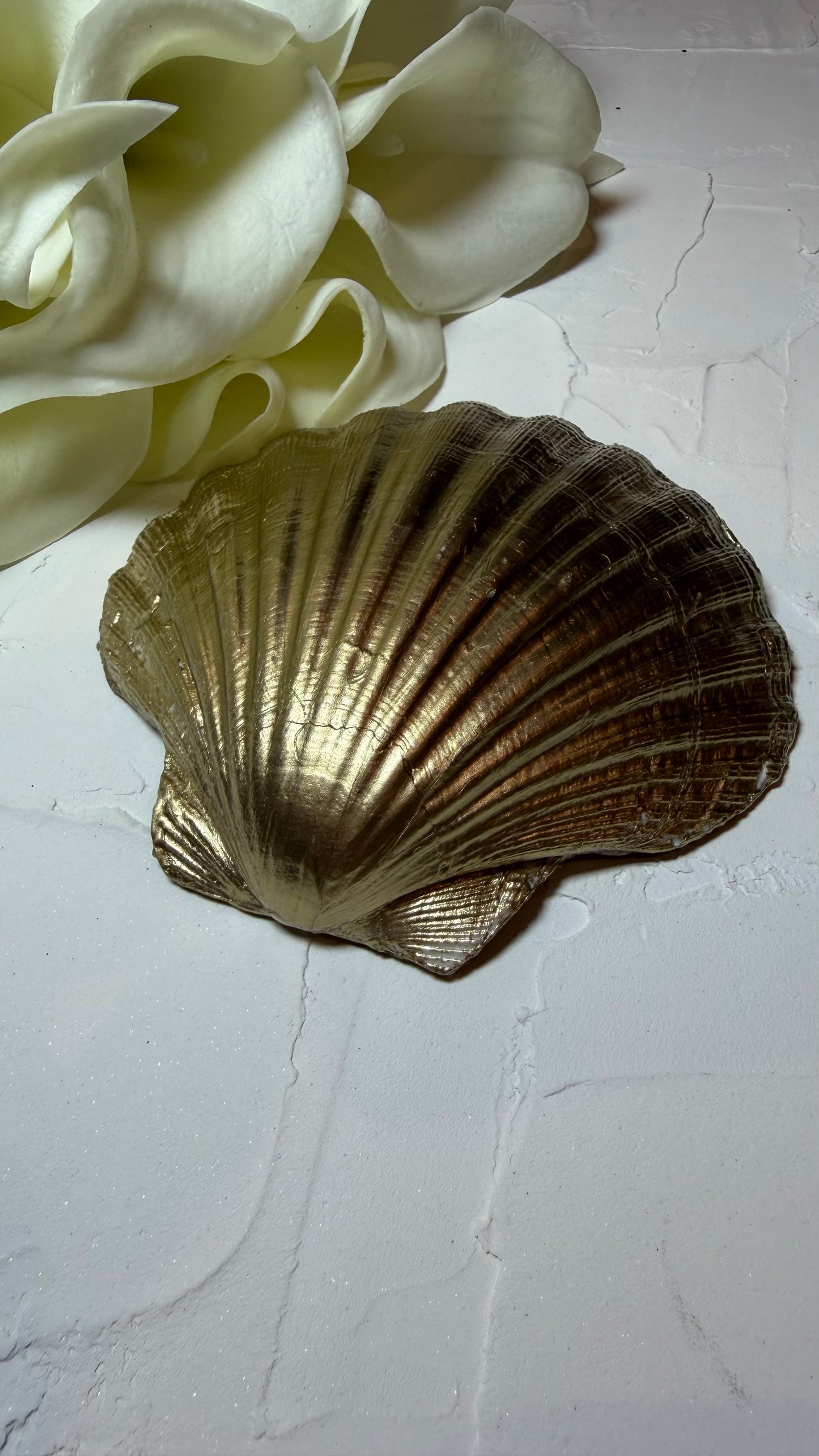 Peacock Scallop Shell Ring Dish