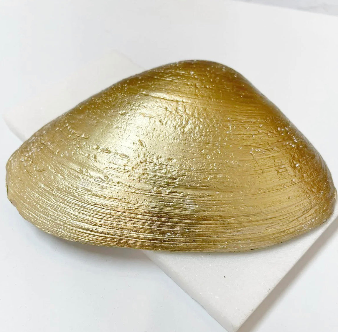 Hydrangea Clam Shell